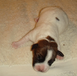 Puppy 2 Male